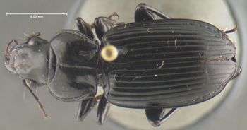 Media type: image;   Entomology 32963 Aspect: habitus dorsal view